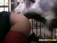 Beeg animal sex with a big ass whore